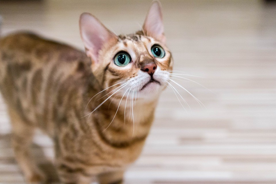 Hypoallergenic cat breeds in Australia