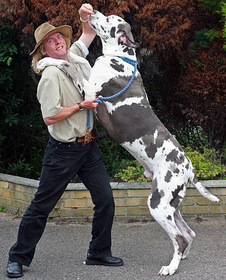 Surprising facts about the Great Dane