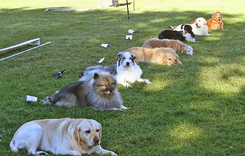 Training dog obedience - Stay Command
