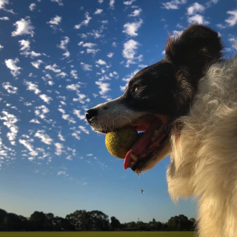 Why is my dog obsessed with tennis balls? Or other things. DogZone