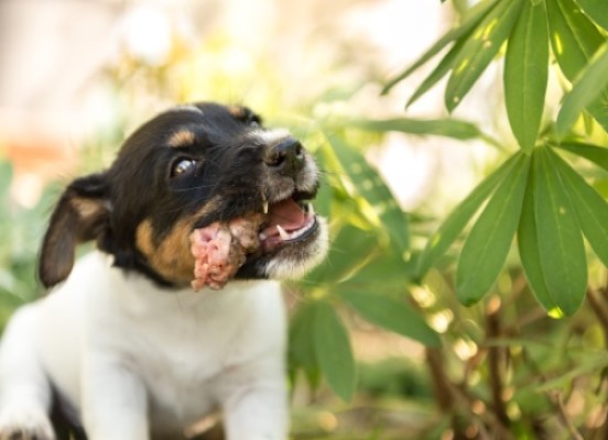 what can i give my 5 week old puppy for constipation