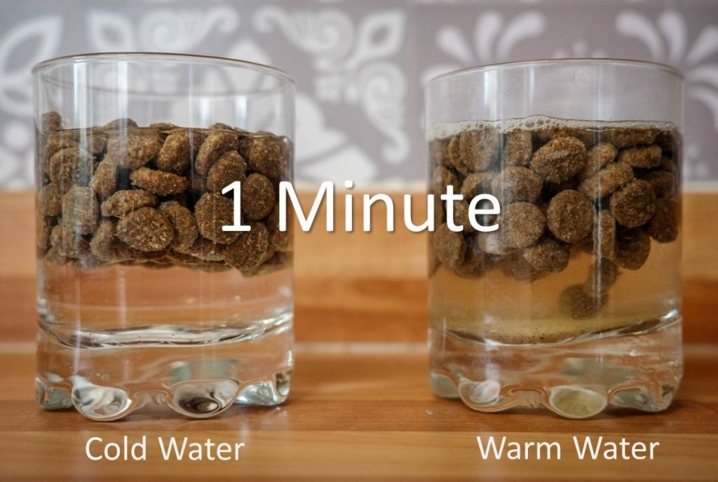 Should you soak kibble experiment - 1 minute