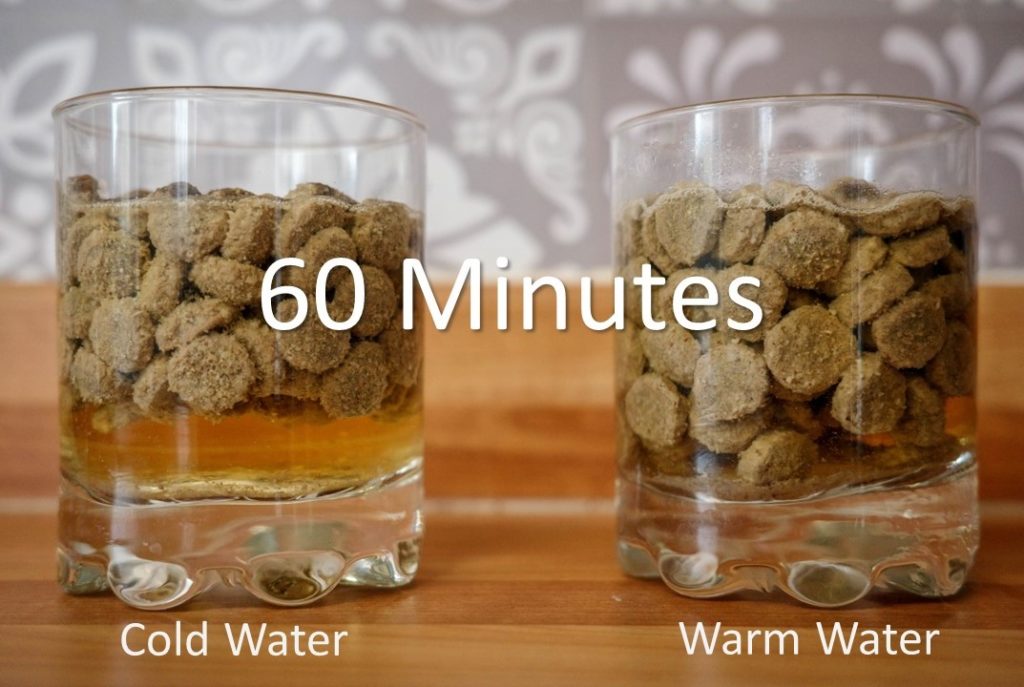 Should you soak kibble experiment - 60 minutes