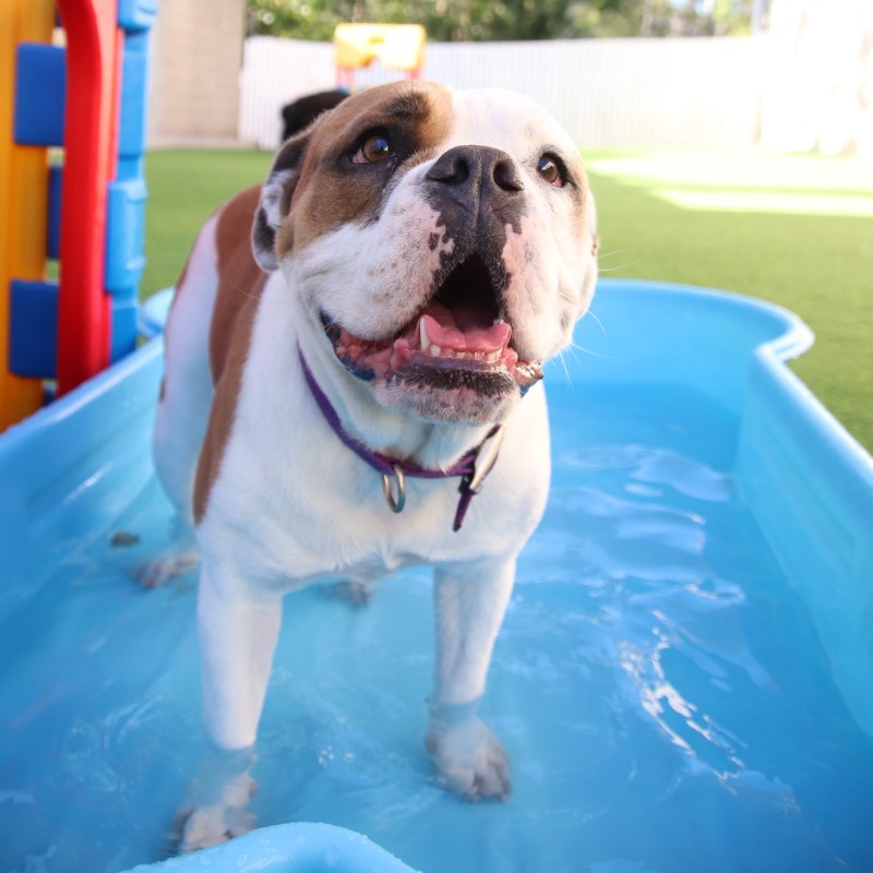 Dog shell pools!