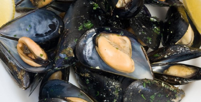 Australian blue lipped mussel