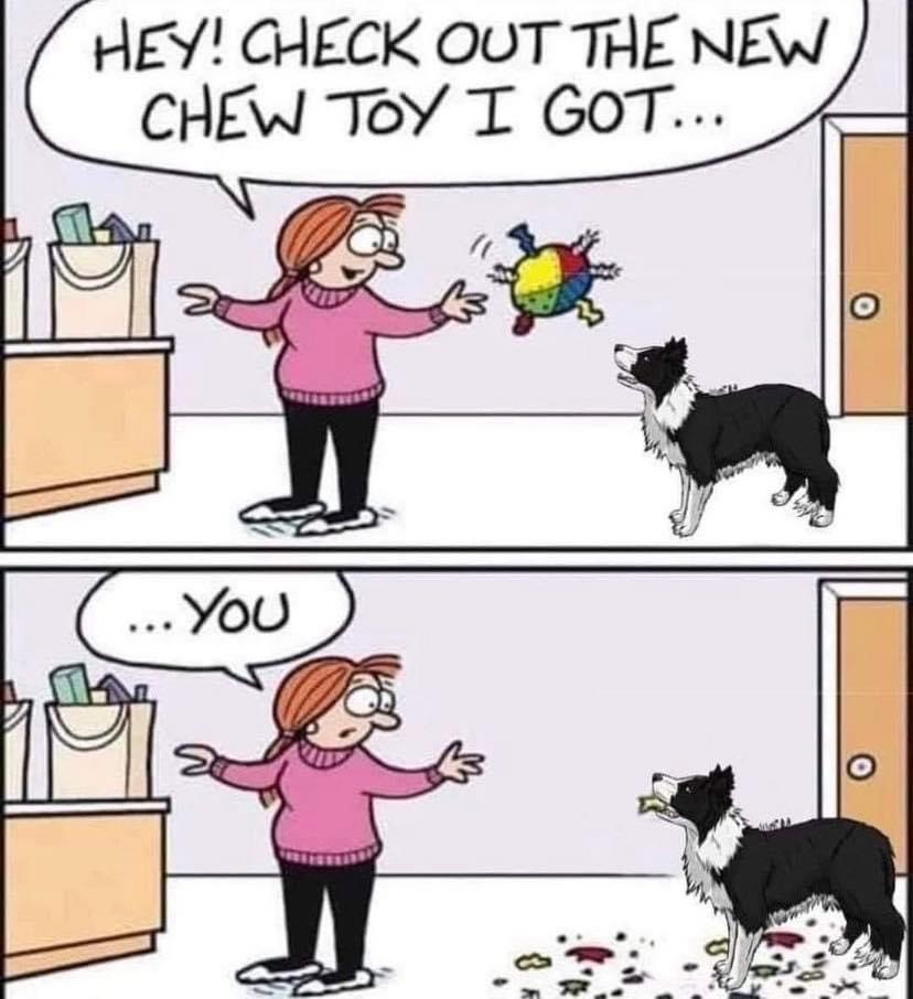 The Problem With Cheap Dog Toys