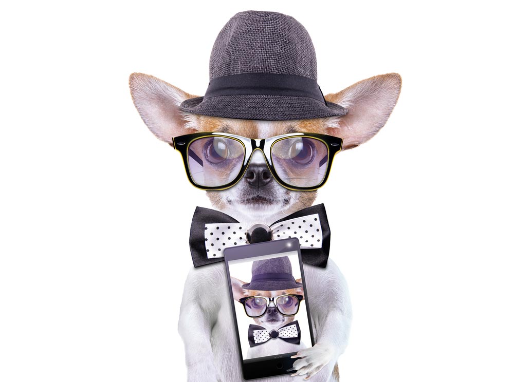 how to create a dog instagram account - tips