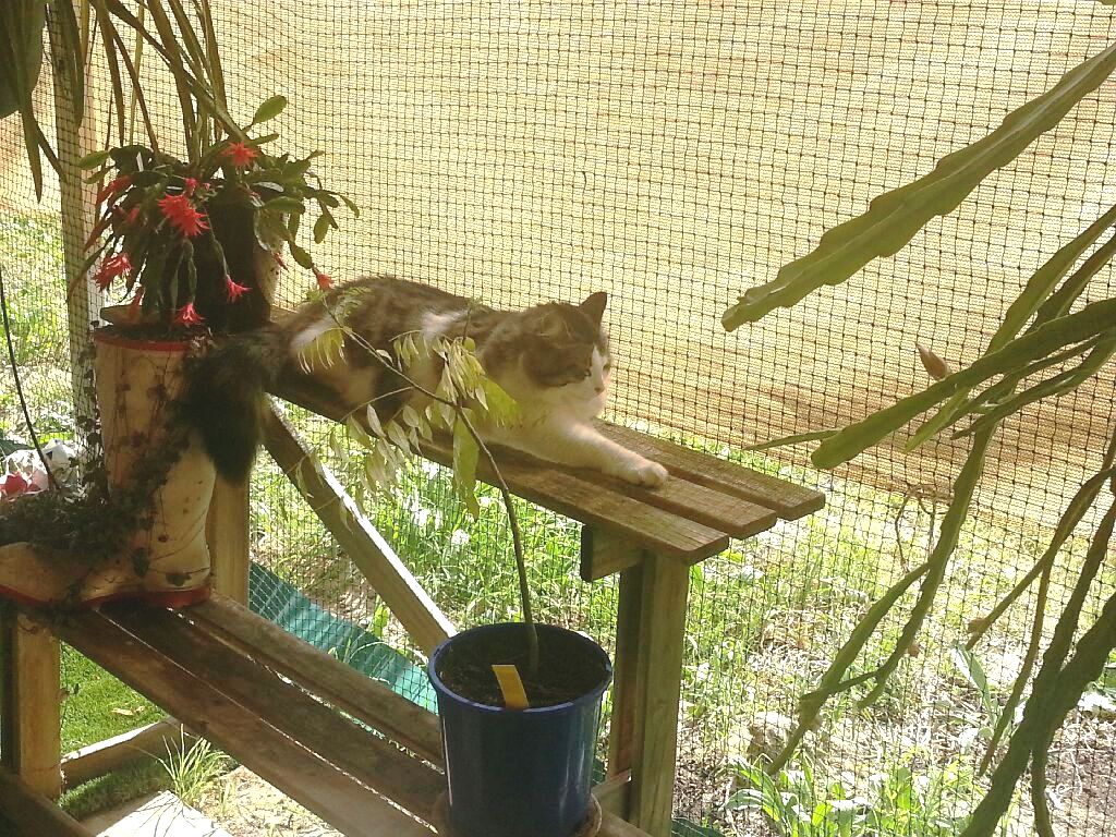 Aussie cat enclosures top