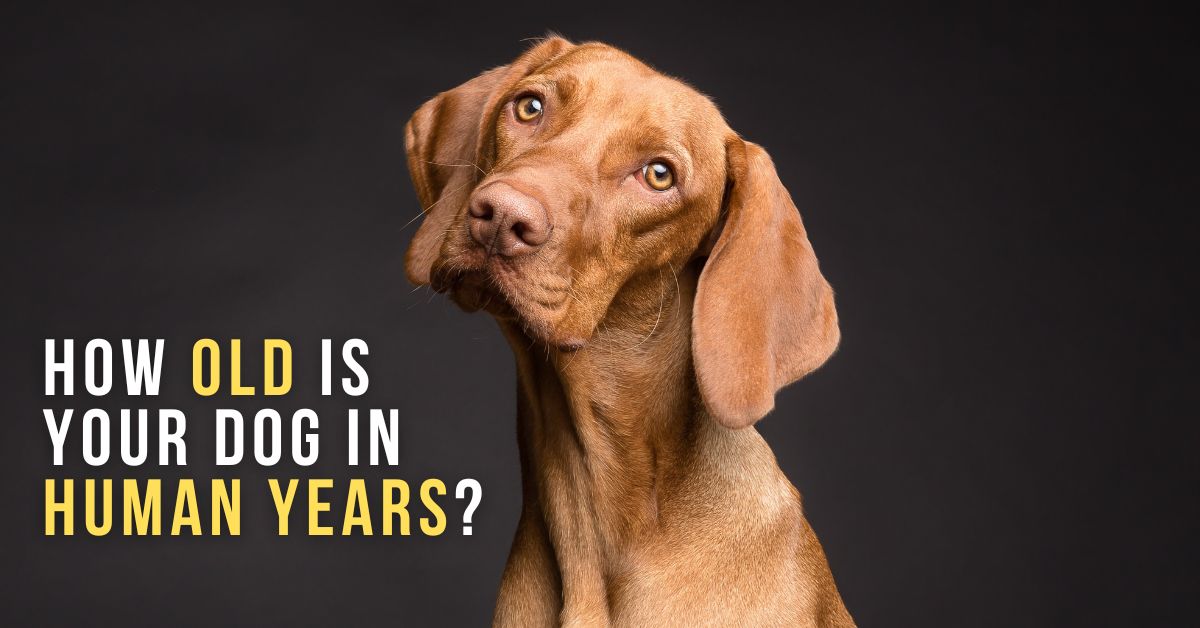 A dog age calculator: How old is your dog in human years?