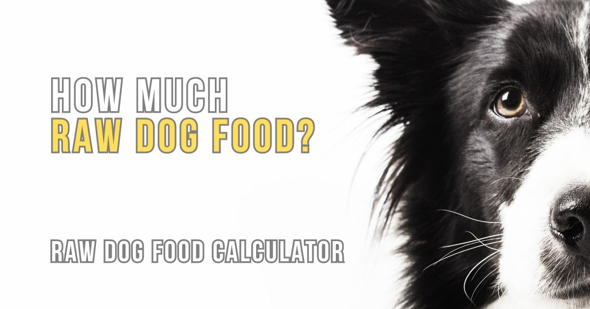 How much raw online food to feed puppy