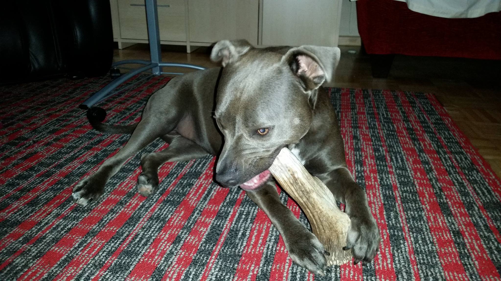 Are Deer Antlers Safe For Dogs To Eat