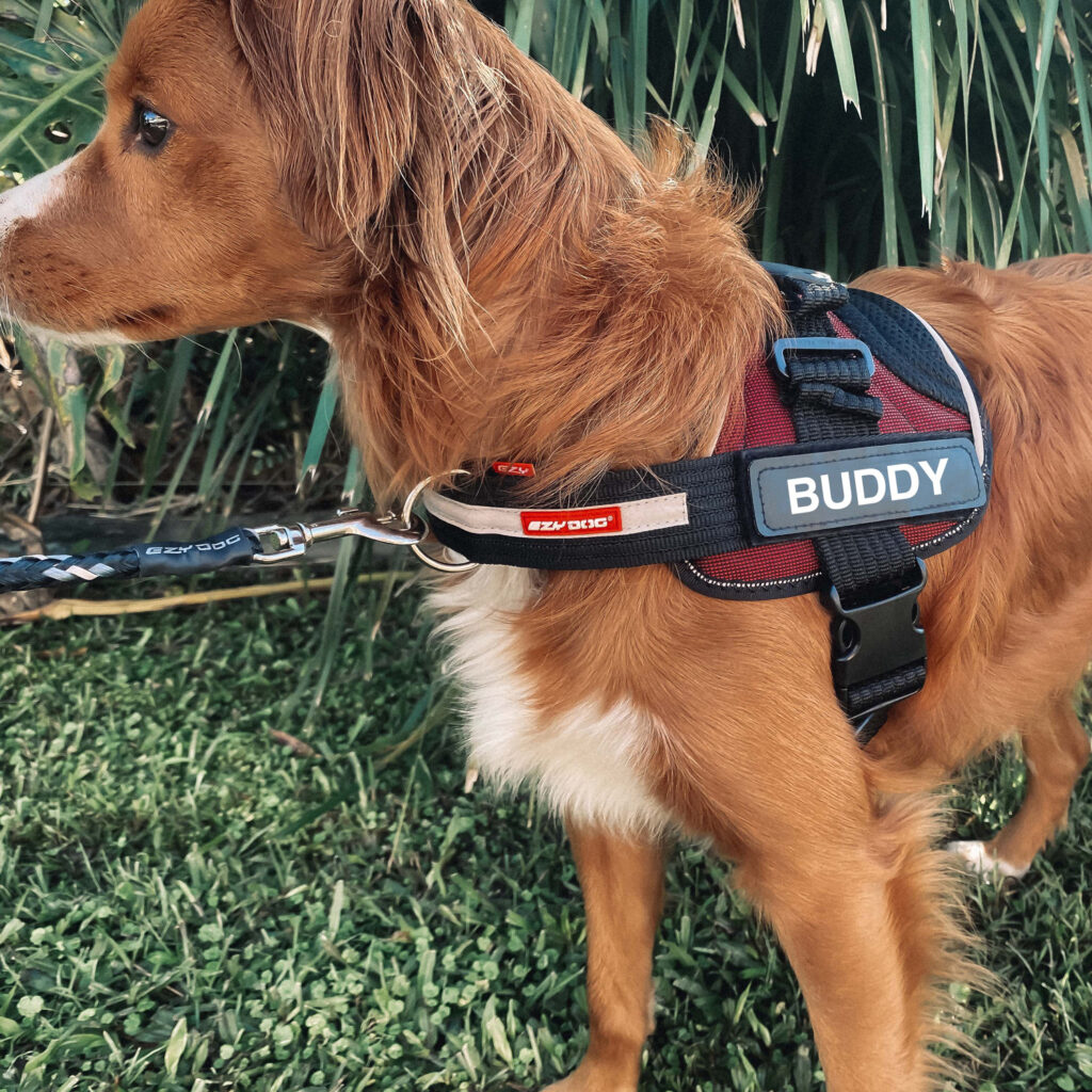 EzyDog Convert Harness - Personalised Dog Harness