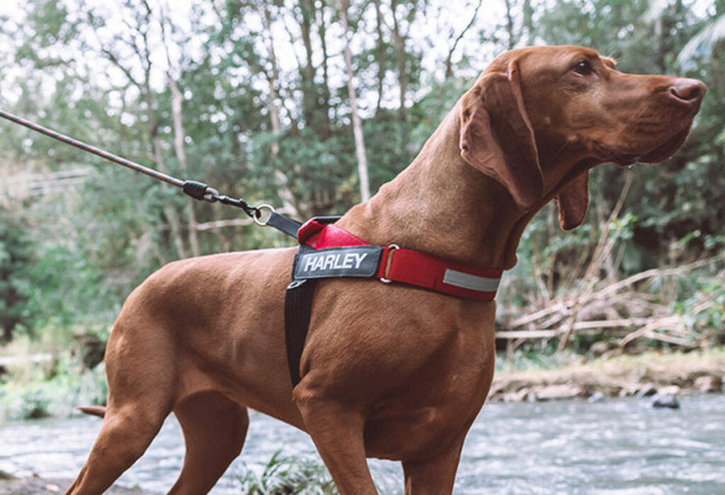 EzyDog Personalised Dog Harness