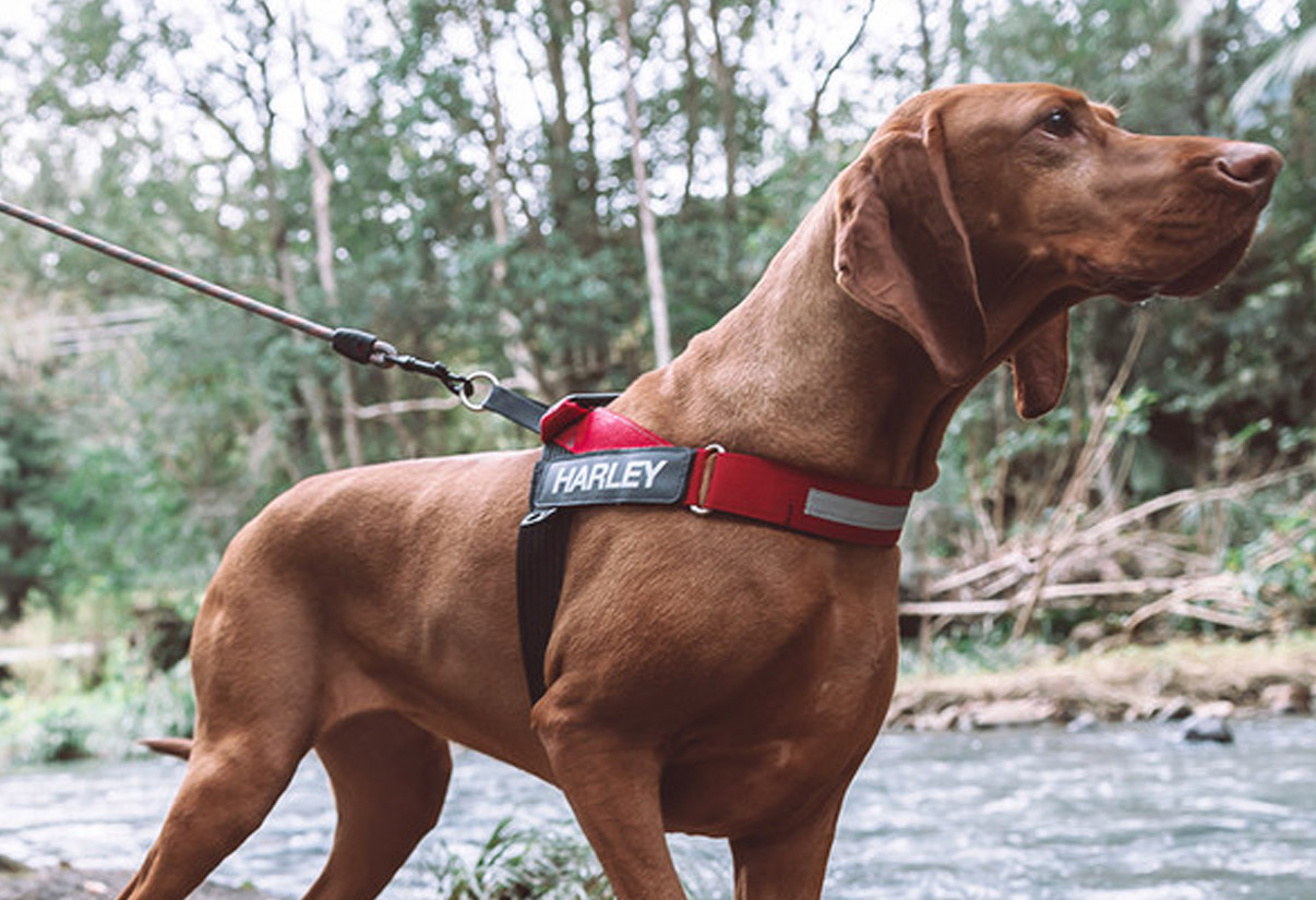 Why You Need A Personalised Dog Harness! DogZone Australia
