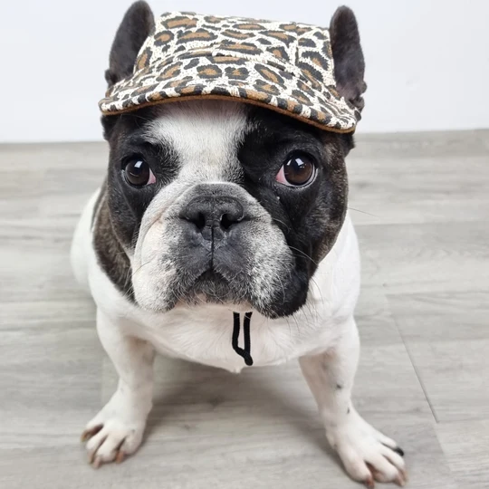 Dog hats in Australia - DoggyTopia.
