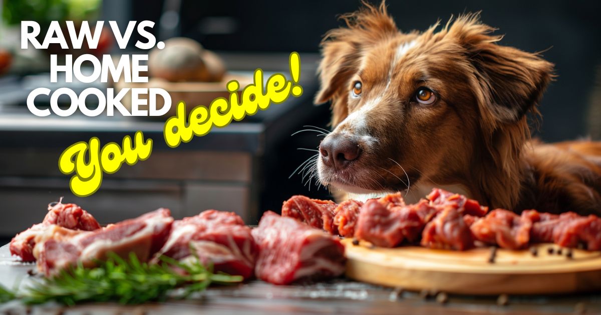 Should you feed your dog raw or home cooked food?