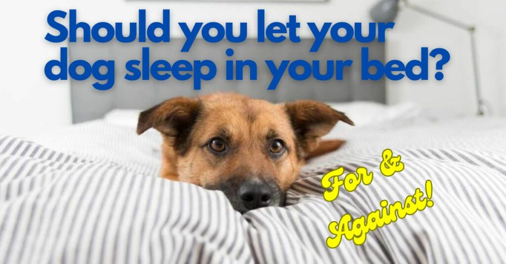 Should You Soak Kibble? We Experiment with ACANA Dog Food! DogZone